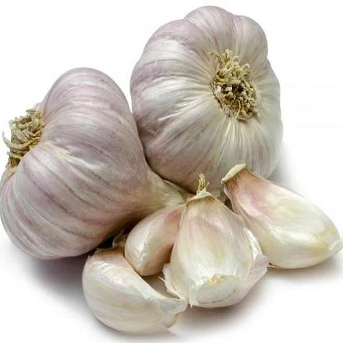 سیر خشک