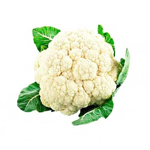 گل کلم